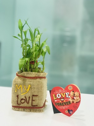 Bamboo for love